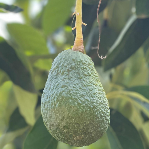 HASS - Fec Fruit