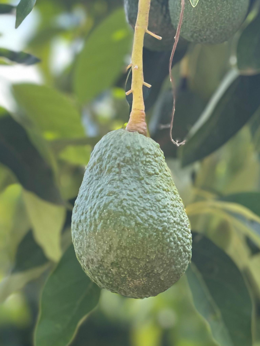 HASS - Fec Fruit