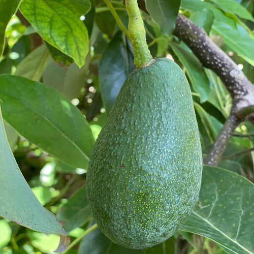 FUERTE - Fec Fruit