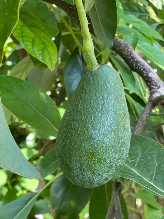 FUERTE - Fec Fruit