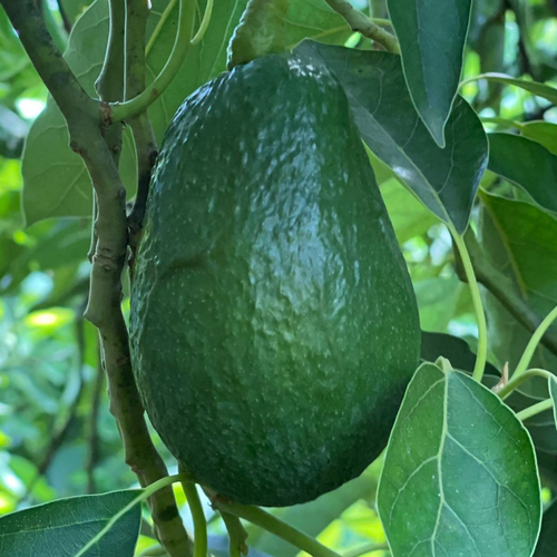 LAMB HASS - Fec Fruit