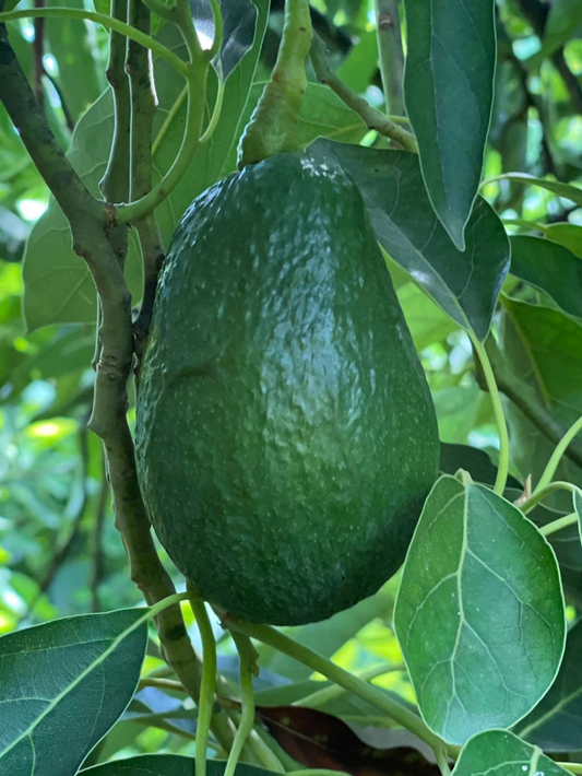 LAMB HASS - Fec Fruit